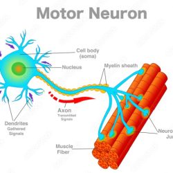 Which of the following statement is true of motor neurons