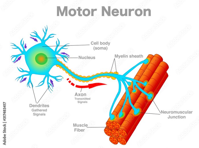 Which of the following statement is true of motor neurons