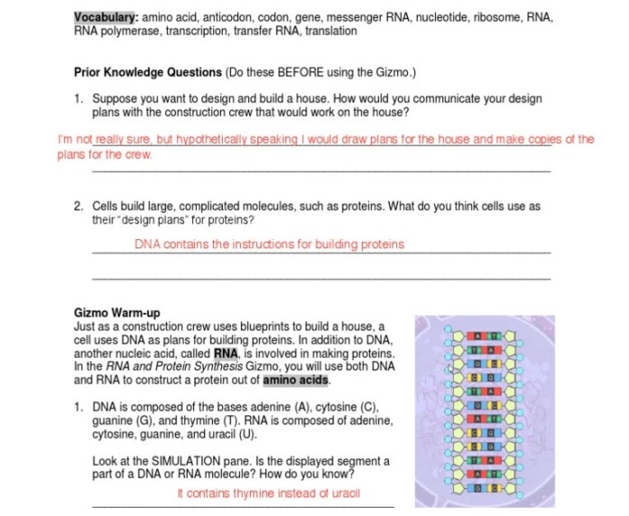 Student exploration building dna gizmo answer key