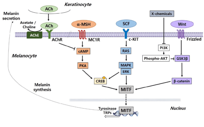 The biochemistry and cell signaling pathway of mc1r answers