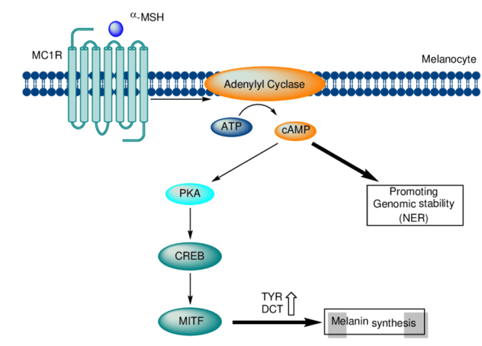 The biochemistry and cell signaling pathway of mc1r answers