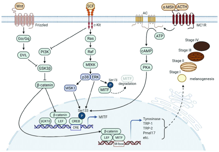 The biochemistry and cell signaling pathway of mc1r answers