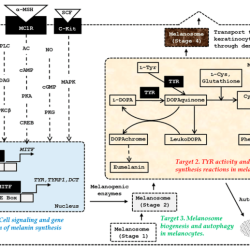 The biochemistry and cell signaling pathway of mc1r answers