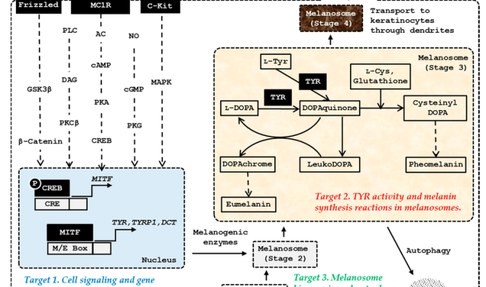 The biochemistry and cell signaling pathway of mc1r answers