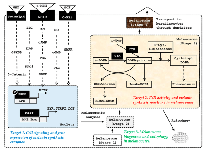 The biochemistry and cell signaling pathway of mc1r answers