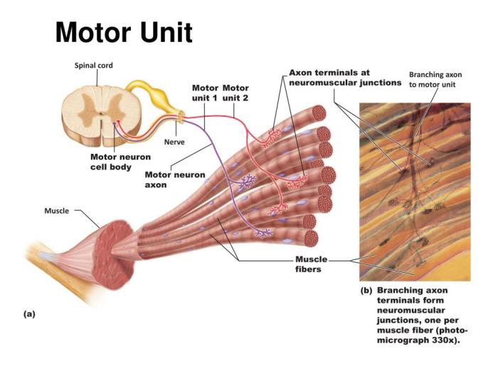 Which of the following statement is true of motor neurons