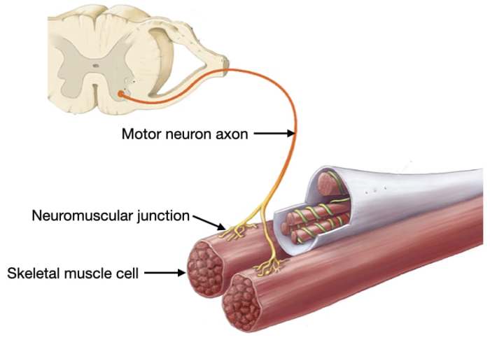 Neurons neuron pyramidal extrapyramidal tract umn lmn neurone tracts nervous corticospinal nerve